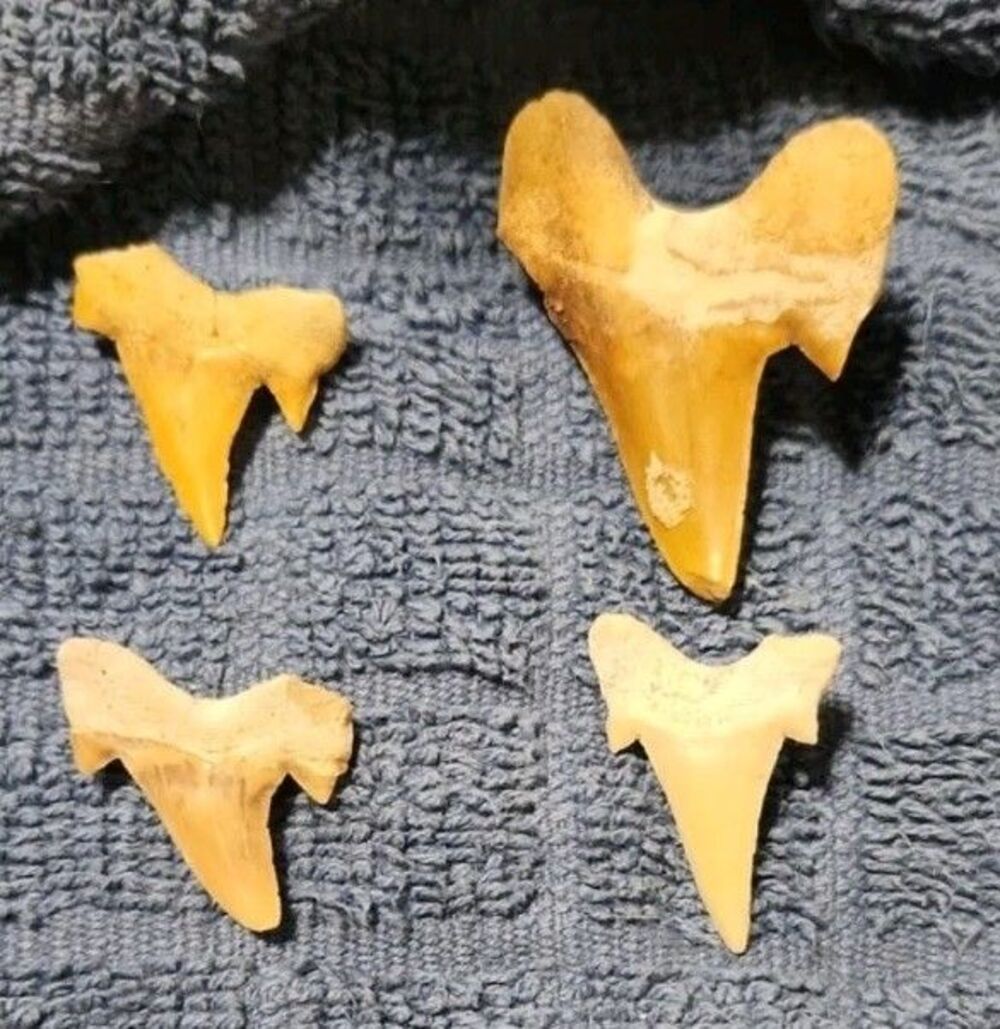 Four Fossilized Shark Teeth - Picture 2 of 3